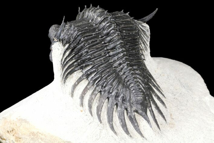 Spiny Delocare (Saharops) Trilobite - Excellent Shell Quality #125137